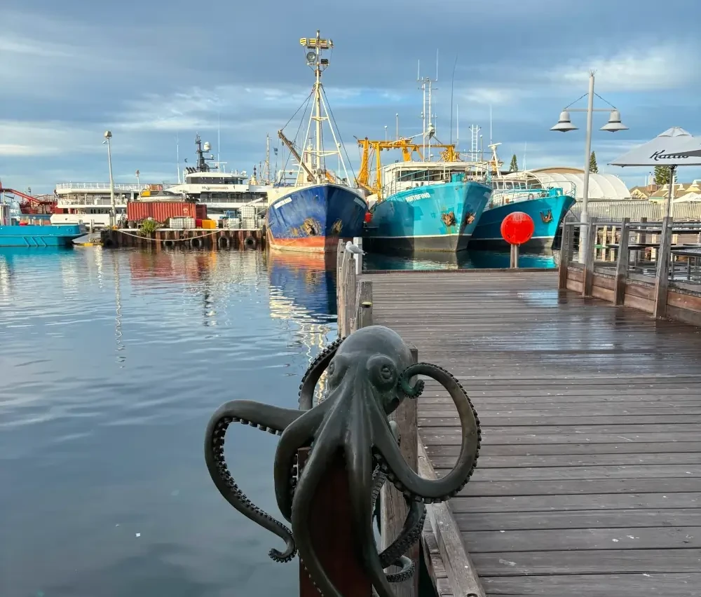 Fremantle Octopus